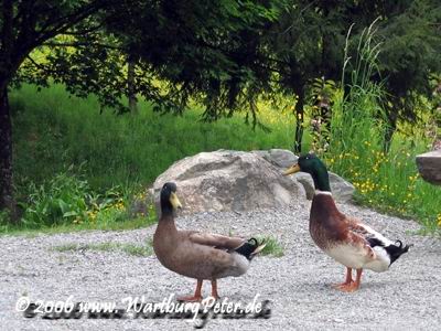 2 Takte aus Entenhausen